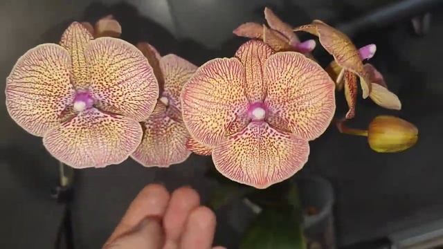 #173 ОрхоVLOG собрала тех, кто требует лечения. смотреть онлайн