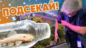 Аквариумные истории из ЭКЗОМЕНЮ (27.02.2026). Подсекай!