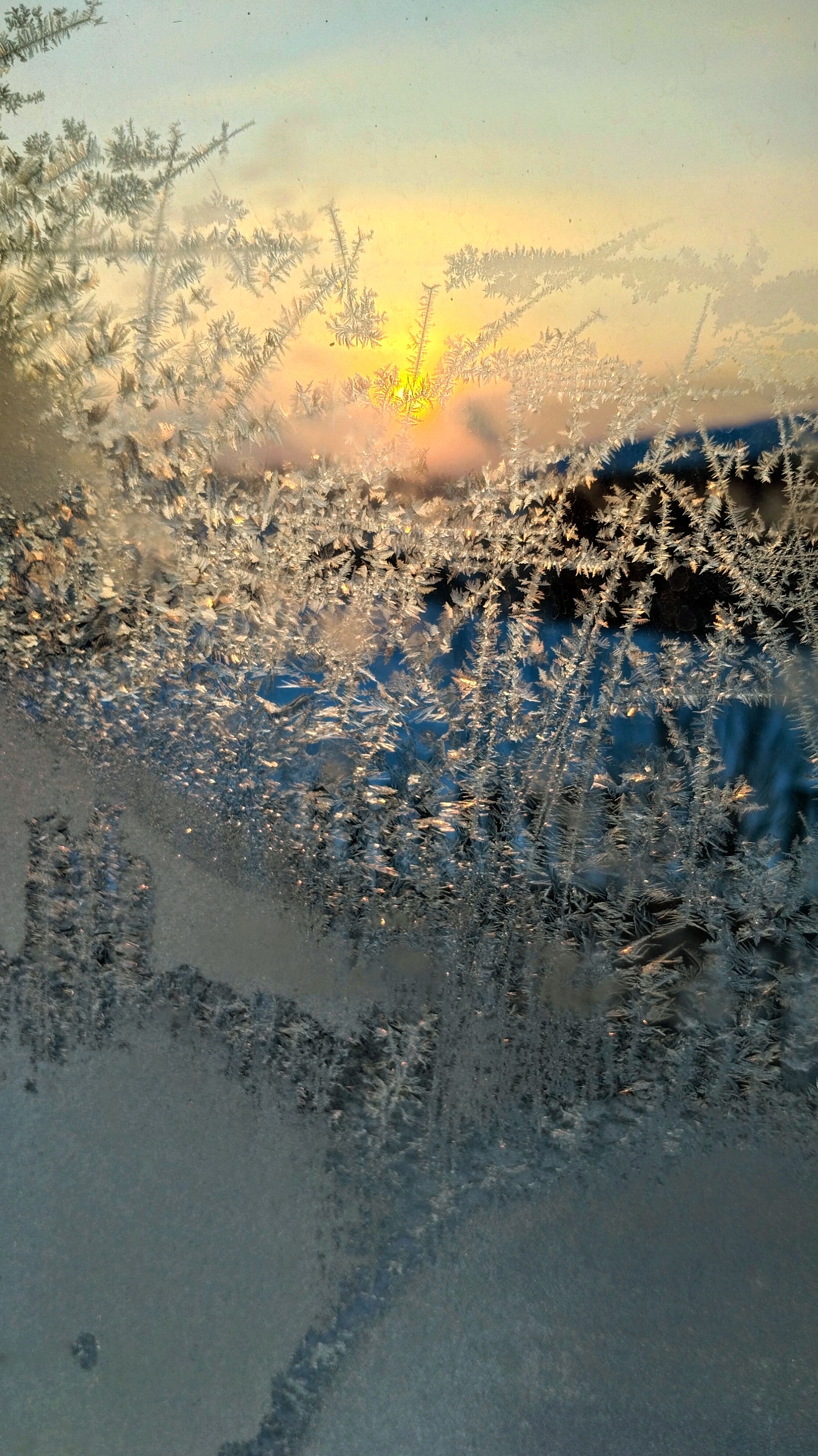 Домашний лимон, у морозного окна! Рассвет!  26-02-2026