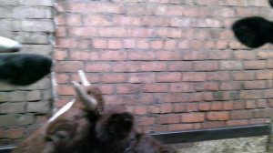 Коровы на отдыхе)