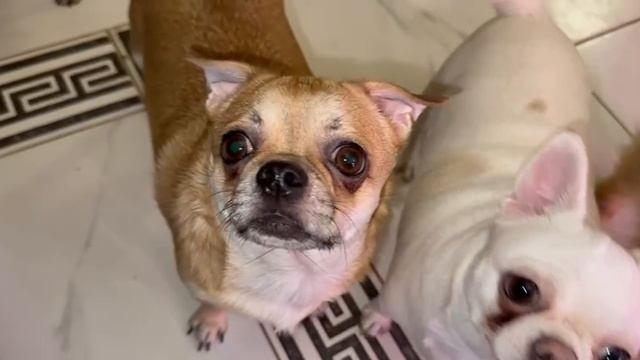 Все получили по вкусному кусочку. смотреть онлайн