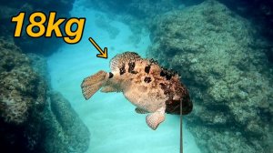 Подводная охота / Поймал ценную рыбу. Групер, 18 кг.