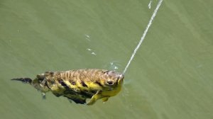 Рыбка, которая плюётся! Брызгуны - плюют водой, чтобы кушать!