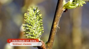 Зелёные «ёжики» | С любовью от Бога