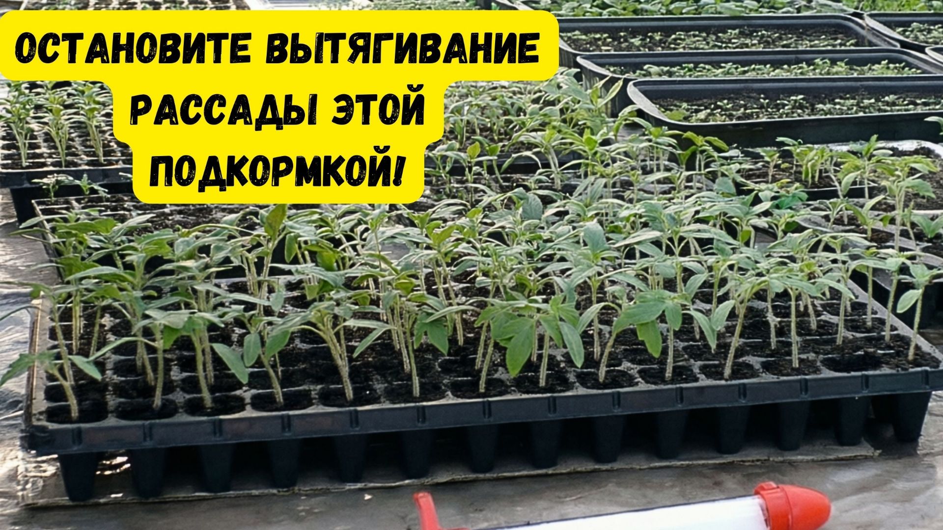 Первая и ОЧЕНЬ важная подкормка рассады томатов! смотреть онлайн