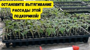 Первая и ОЧЕНЬ важная подкормка рассады томатов!