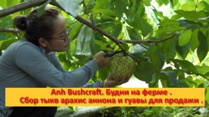 Anh Bushcraft. Будни на ферме .Сбор тыкв арахис аннона и гуавы для продажи .