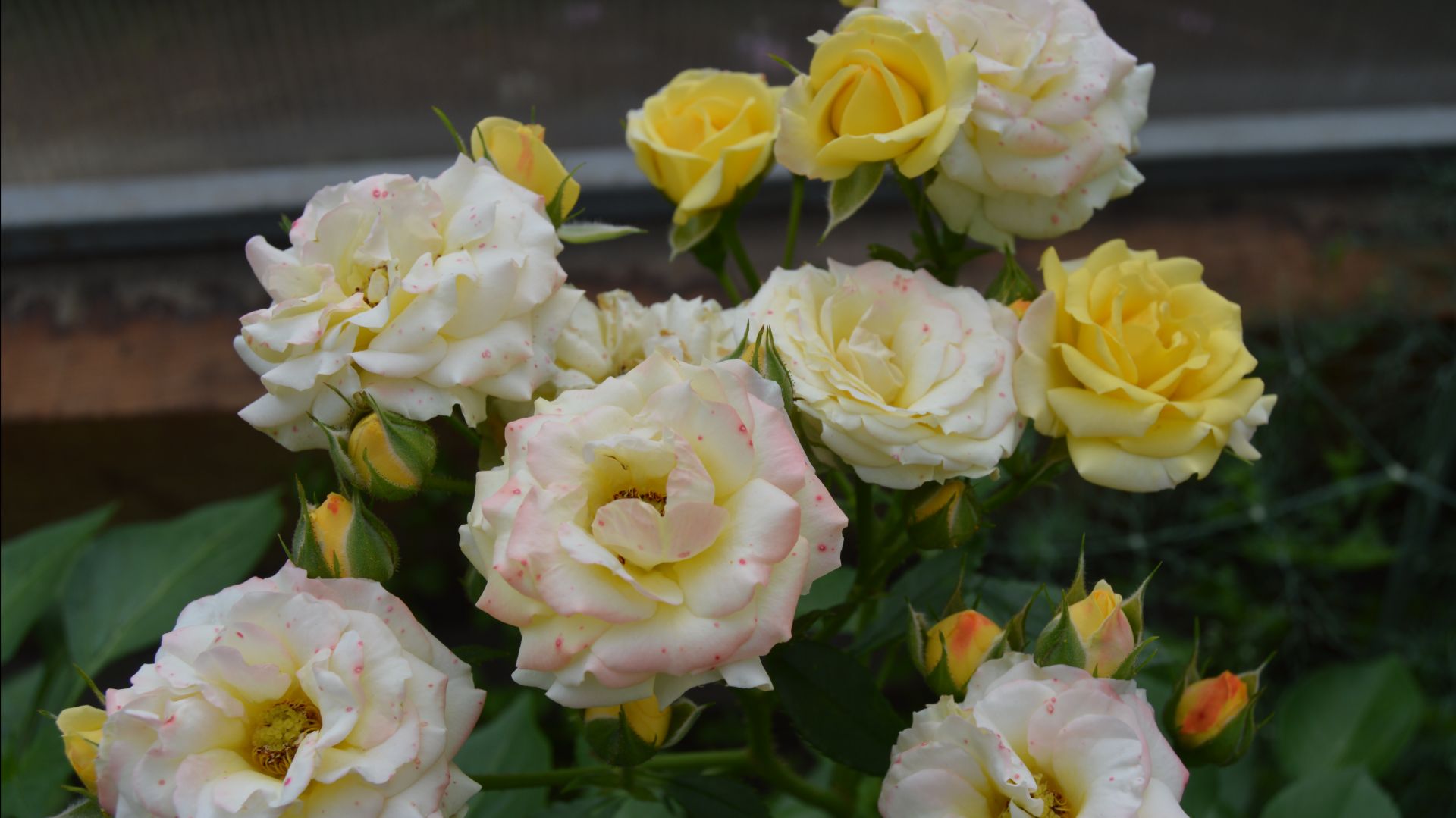 2258. Розы из хранилища. ВПЛ.