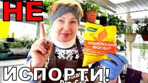 Это удобрение должно быть у всех. Только на рассаде применяйте правильно