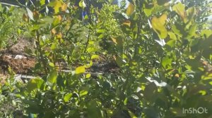 Обзор голубики лето 25