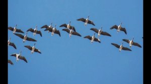 "Гуси-лебеди" А.Меньшиков В.Березняк.mp4