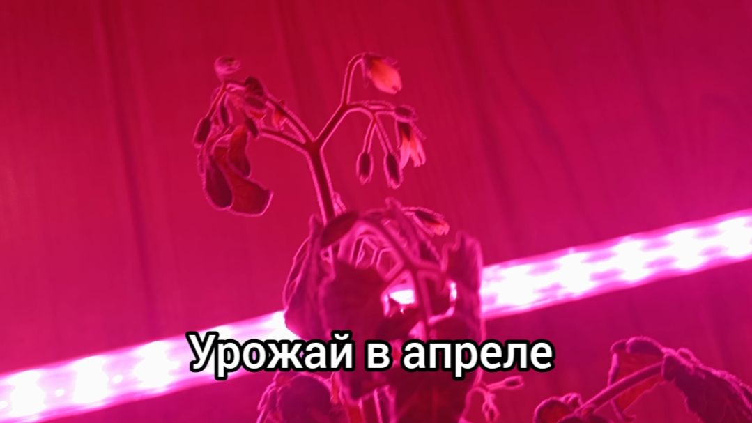 Урожай томатов к апрелю 🍅 26.02.26г