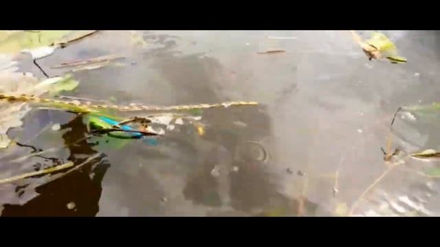 поездка за воблерами ЧАСТЬ 8