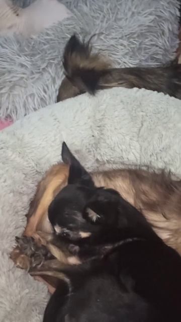 Той-терьеры Джоник и Зайка.🥰 22 февраля 2026 г.