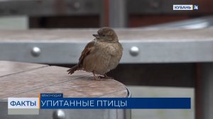 Ученый Глазков опроверг массовое ожирение воробьев в России