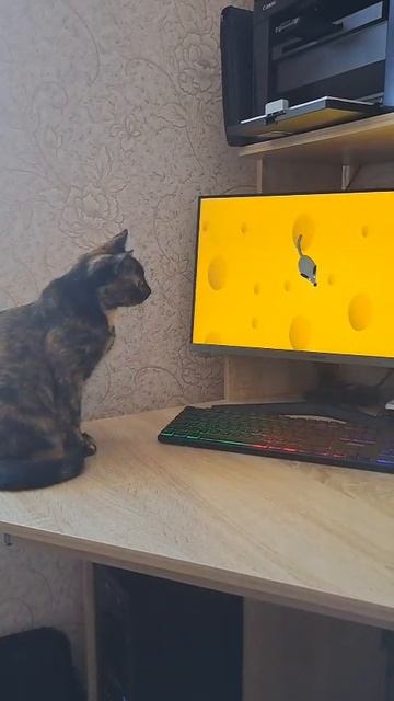 Кот и мышка