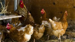 Как  выращивают маленьких цыплят   ПОДПИШИСЬ