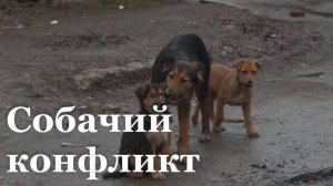 В Луганске разрушили будки для бездомных собак