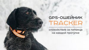 GPS-ошейник ARTELV TRACKER: спокойствие за питомца на каждой прогулке.