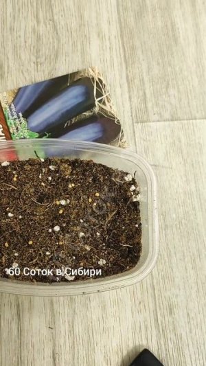 СЕЙТЕ БАКЛАЖАНЫ ТОЛЬКО ТАК! Рассада баклажан всегда здоровая и урожая в 2 раза больше!