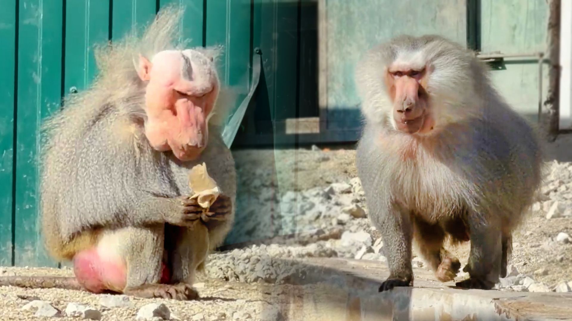 Розита НАШЛА СВОЮ ЗАЩИТУ! А то родной отец прогоняет! Дед все еще главный, увел табор ДОМ2 за собой! смотреть онлайн