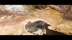 поездка за воблерами ЧАСТЬ 34