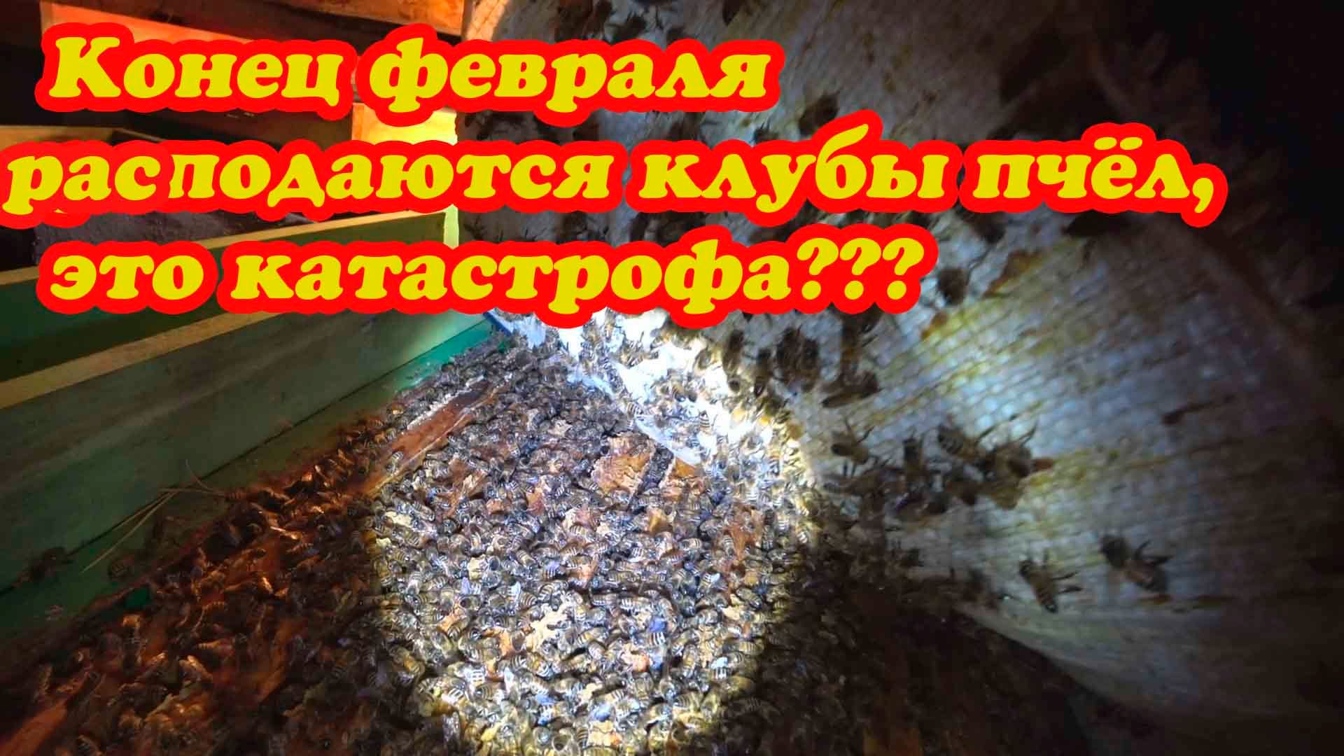 КОНЕЦ ФЕВРАЛЯ, КЛУБЫ ПЧЁЛ РАСПОДАЮТСЯ, ЧТО ДЕЛАТЬ смотреть онлайн