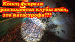 КОНЕЦ ФЕВРАЛЯ, КЛУБЫ ПЧЁЛ РАСПОДАЮТСЯ, ЧТО ДЕЛАТЬ