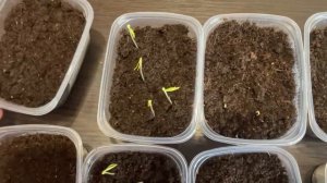 КАК ВЗОШЛИ МОИ ПЕРЦЫ.ПРОШЛА НЕДЕЛЯ ПОСЛЕ ПОСЕВА