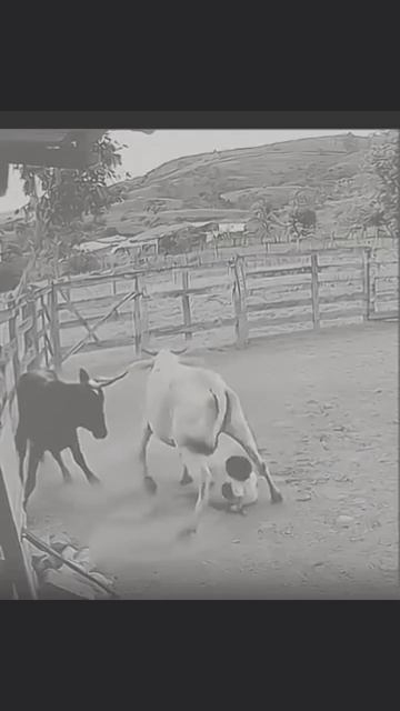 Чудо жизни: корова спасла маленького мальчика. 

#корова #мальчик #спасать