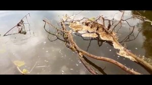 поездка за воблерами ЧАСТЬ 3