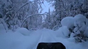 Красота зимнего леса.