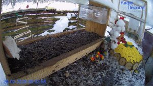 🔴 24 LIVE Главная Кормушка