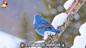 Птицы зимой в лесу 🐦_⬛🦉 🦤 видео для отдыха душой 🦅🌲(16)