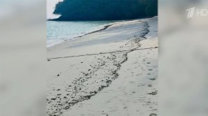 После ЧП популярные пляжи тайского острова Пхукет оказались в мазуте.