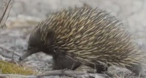 ....Ехидна - Что мы знаем о ней....