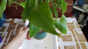 Антуриумы пересадка.