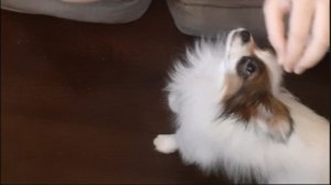 Учу свою собаку команде сидеть с моей подругой