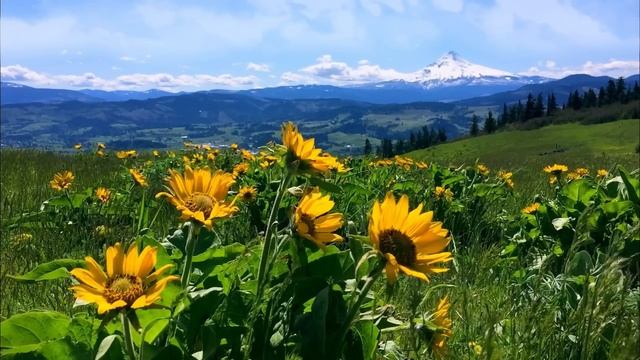 Подсолнухи (sunflover) смотреть онлайн