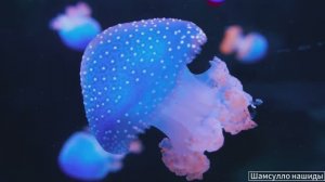 #Коран#АльБакъара#СамыеКрасивыеМеста#Relaxation##Islam#Quran#AlBaqarah'#Minshawiy #4кВидео#23часть#