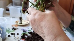 орхидея и тортик первый подарок на др оли