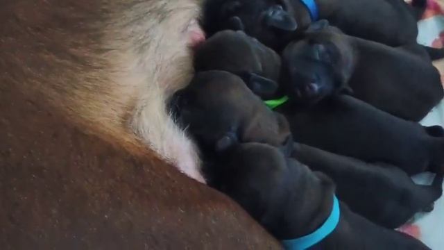 Щенки редкой породы Баварской горной гончей