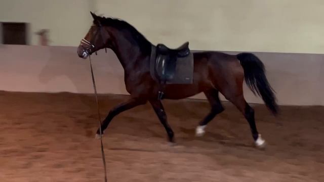 Ганноверский жеребец 2023гр