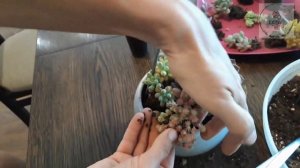 САДИК ИЗ СУКУЛЕНТОВ