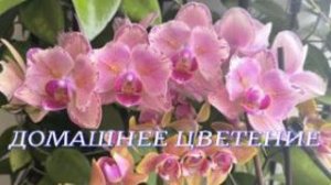 №1174/ ЦВЕТЕНЕЕ орхидей на МОЁМ подоконнике.  Часть №3