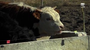 Сельский кластер