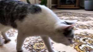 😈🐱 МОНСТР В ТАЗИКЕ?! КОТЫ ПОВЕРИЛИ!