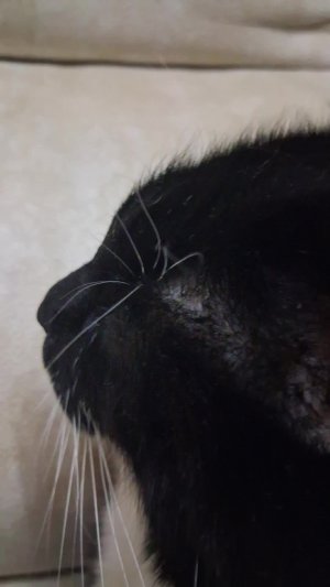 🤗🙃☺😊😎🤪😜😝