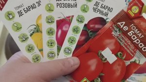 Когда сеять среднеспелые и раннеспелые томаты на рассаду в Центральном регионе?