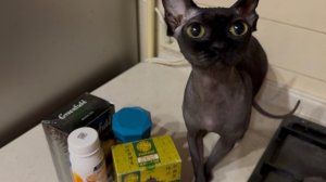 Мои очаровашки😻помогают с распаковкой из ВкусВилл